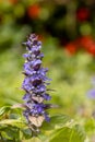 Blue jasmine (Ajuga reptans) Royalty Free Stock Photo