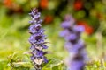 Blue jasmine (Ajuga reptans) in the garden Royalty Free Stock Photo