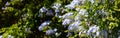Blue jasmine blooming plant closeup, blur background, banner, copy space