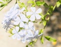 blue jasmine flower, plumbago auriculata, family of plumbaginaceae Royalty Free Stock Photo