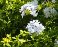 blue jasmine flower, plumbago auriculata, family of plumbaginaceae Royalty Free Stock Photo