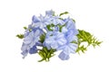 Blue jasmine flower, Scientific name; plumbago capensis Royalty Free Stock Photo