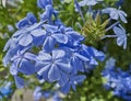 Blue jasmine flowers natural bouquet