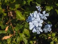 Blue jasmine & x28;Plumbago auriculata& x29;, also known as malacara, celestina, Isabel second, blue plumbago. Royalty Free Stock Photo