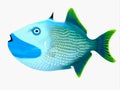 Blue Jaw Triggerfish