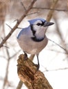 Blue Jay