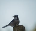Blue Jay Finds Peanuts And Sunflower Seeds Royalty Free Stock Photo