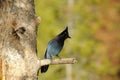 Blue Jay Royalty Free Stock Photo