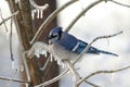 Blue Jay Royalty Free Stock Photo