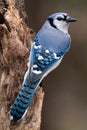 A Blue Jay Royalty Free Stock Photo