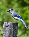 Blue Jay