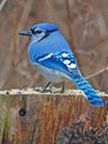 Blue Jay