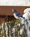 Blue Jay