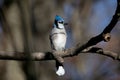 Blue Jay Afternoon Tree Branch Royalty Free Stock Photo