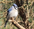 Blue Jay Royalty Free Stock Photo