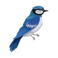 Blue Jay as Warm-blooded Vertebrates or Aves with Feathers and Toothless Beaked Jaw Vector Illustration