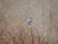 Blue Jay on a barberry bush Royalty Free Stock Photo