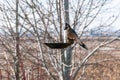 Blue Jay being very wary as it inspects a bird feeder Royalty Free Stock Photo