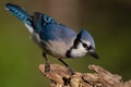 Blue Jay Royalty Free Stock Photo
