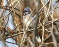 Blue jay, binomial name Cyanocitta cristata, perched on a tree limb in Dallas, Texas. Royalty Free Stock Photo