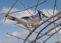 Blue jay, binomial name Cyanocitta cristata, perched on a tree limb in Dallas, Texas. Royalty Free Stock Photo