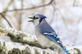 Blue Jay on Birch Royalty Free Stock Photo