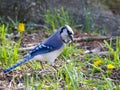 Blue Jay bird Royalty Free Stock Photo
