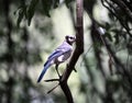 Blue jay bird on branch Royalty Free Stock Photo