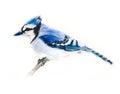 Blue jay bird on a branch Royalty Free Stock Photo