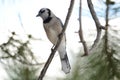 Blue jay bird on branch Royalty Free Stock Photo