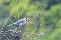 Blue Jay bird on the branch of a tree Royalty Free Stock Photo