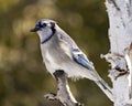 Blue Jay Bird Stock Photo and Image. Close-up perched on a birch tree branch with a blur forest background in the forest Royalty Free Stock Photo