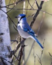 Blue Jay Bird Stock Photo and Image. Close-up perched on a birch branch with a blur forest background in the forest environment Royalty Free Stock Photo