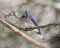 Blue Jay Bird Photo and Image. Close-up perched on a branch with a blur forest background in the winter season environment and Royalty Free Stock Photo