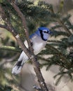 Blue Jay Bird Stock Photo and Image. Close-up perched on a branch with a blur forest background in the forest environment and Royalty Free Stock Photo