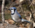Blue Jay Photo Stock. Close-up profile view, perched with a blur background displaying blue and white feathesr in its environment Royalty Free Stock Photo