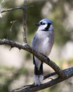 Blue Jay Photo Stock. Close-up profile view, perched with a blur background displaying blue and white feathesr in its environment Royalty Free Stock Photo