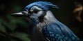 Blue Jay bird closeup with forest background. Generative AI Royalty Free Stock Photo
