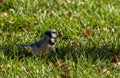 A Blue jay bird Cyanocitta cristata with gray feather and blue tail is standing among grass with a buckeye Royalty Free Stock Photo
