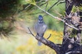 Blue jay bird perched on tree Royalty Free Stock Photo