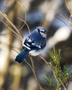 Blue Jay Bird Stock Photos.  Blue Jay Bird perched. Blue Jay Birds winter season Royalty Free Stock Photo