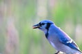 Blue Jay with the bird feed