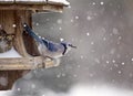 Blue Jay at Bird Feeder Winter Royalty Free Stock Photo