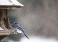 Blue Jay at Bird Feeder Winter Royalty Free Stock Photo