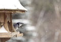 Blue Jay at Bird Feeder Winter Royalty Free Stock Photo