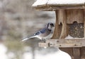 Blue Jay at Bird Feeder Winter Royalty Free Stock Photo