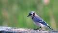 Blue Jay bird on the fence Royalty Free Stock Photo