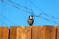 Blue jay bird on fence looking away Royalty Free Stock Photo