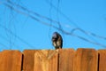 Blue jay bird on fence looking down Royalty Free Stock Photo