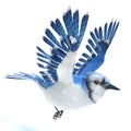 Blue Jay Bird Flying Royalty Free Stock Photo
